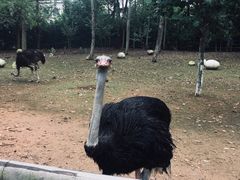 -大连森林动物园