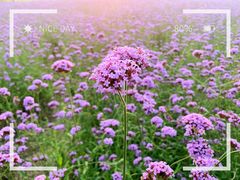 -杭州城北体育公园