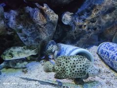 -海合安成都极地海洋公园