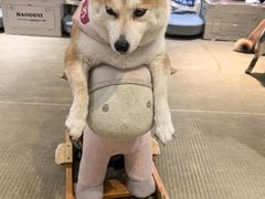 -逗柴咖啡屋·狗咖猫咖宠物桌游