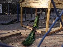 -长白岛森林公园