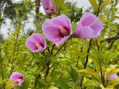 -春花秋色城市公园