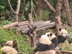 -都江堰中华大熊猫苑