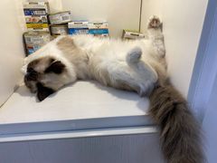 -李小姐の猫咖啡馆(五角场店)