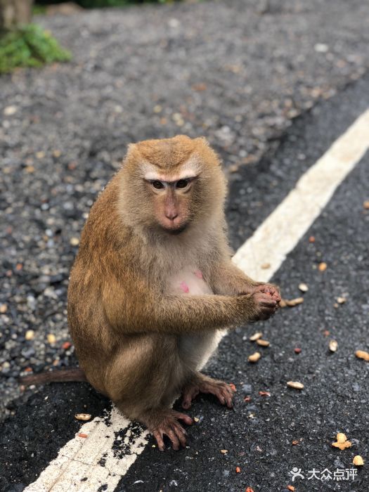 猴山-图片-普吉岛景点-大众点评网