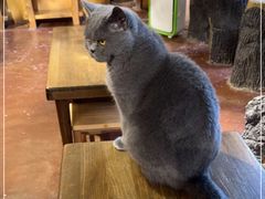 -猫猫幼稚园·撸猫·桌游·电玩