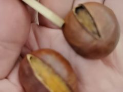 -小宝栗子(嘉华国际商业中心店)