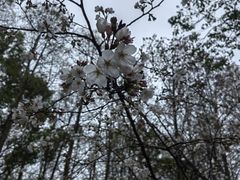 -新虹桥中心花园