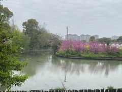 -南汇桃花村