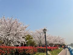 -高东镇樱花园