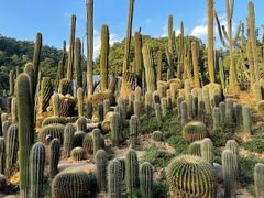 -深圳仙湖植物园