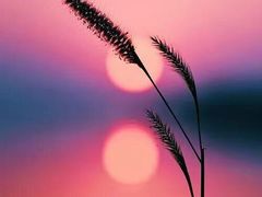 -宏宴·新京菜(望京店)