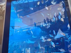 -迪拜水族馆及水下动物园