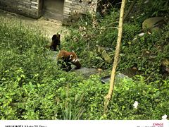 -都江堰中华大熊猫苑