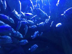 -成都浩海立方海洋公园