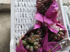 -马陆小张葡萄园农家乐