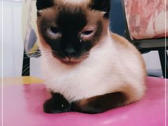 -猫小院猫主题咖啡厅(北锣店)