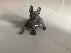 -PETKIT 小佩宠物·低压洗护·美容·寄养(安远店)