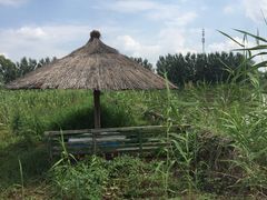 -白渔泡湿地公园