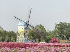 -荷兰花海