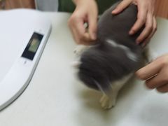 -瑞鹏宠物医院·骨科·猫科·内科(第一中心)