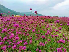 -径山花海