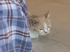 -飞行喵MR PILOT|猫舍·猫咖(静安大融城店)