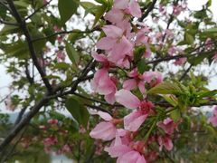 -天适樱花悠乐园