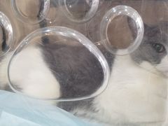 -萌兽医馆·绝育·24小时内科·宠物医院(德胜店)