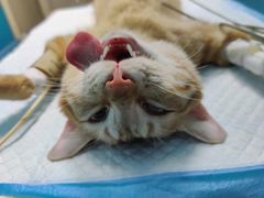 -爱诺耐芙动物医院(万博店)