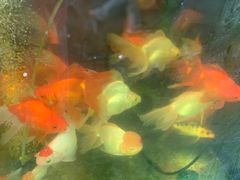 -新安农副产品批发市场