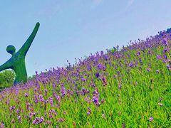 -大塘金香草谷