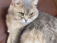 -MOCHA明星猫咖(田子坊店)