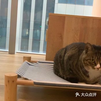 作为西安为数不多的猫酒店，这里的寄养环境算得上数一数