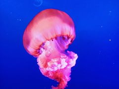 -太平洋海底世界