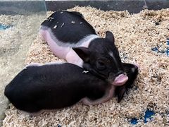 -青石桥花鸟鱼虫市场(叠翠城店)