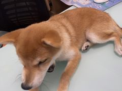 -宠福鑫康馨动物医院·骨科·眼科