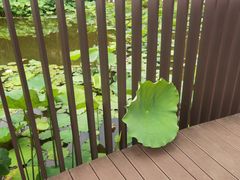 -陈家山荷花公园
