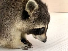 -浣熊柯尔鸭土拨鼠·电玩咖