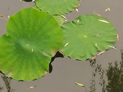 -莲花池公园