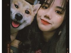 -柴犬高等学院·狗咖·柴犬售卖·宠物训练