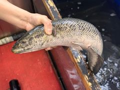 -活鱼馆(宜兴埠店)