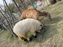 -金鸡湖桃花岛