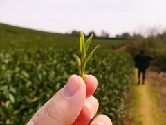-龙坞茶村