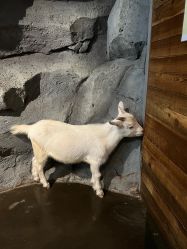 -Zoolung Zoolung动物主题公园(海信广场店)