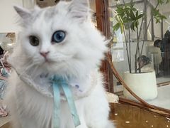 -共舞时光猫咖·狗咖(新街口店)
