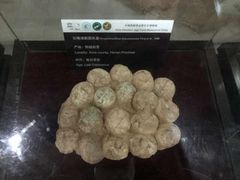 -中国西峡恐龙遗迹园