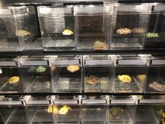 -酷以爬仙阁实体爬宠店·守宫·蜥蜴·专业繁育