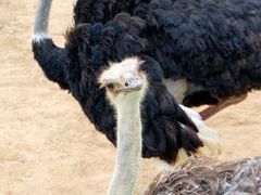 -西霞口神雕山野生动物世界