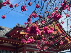 -东京国立博物馆